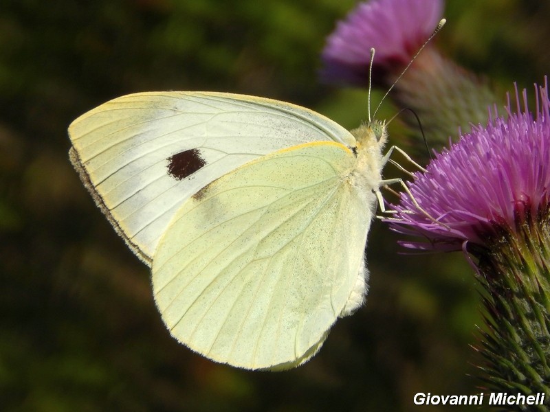 Pieris brassicae?